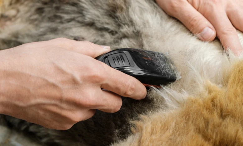 Man Grooming a Dog
