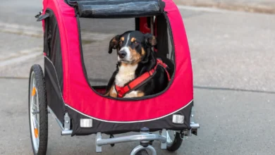 dog in a dog bicycle trailer