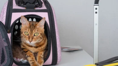 Cat in a cat carrier bag
