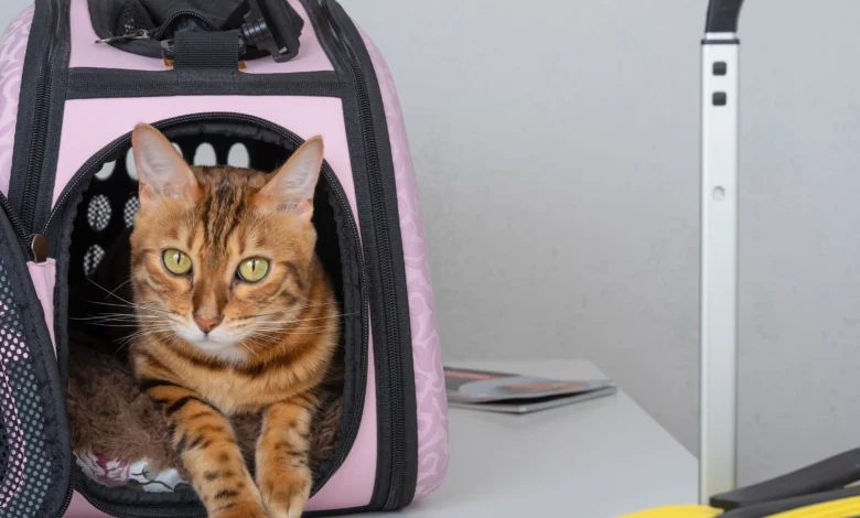 Cat in a cat carrier bag