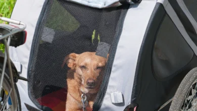 TRIXIE Bicycle trailer with a dog