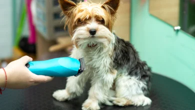 Person Grooming a Dog