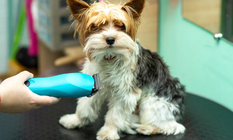 Person Grooming a Dog