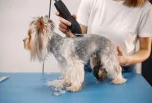 Small white dog being groomed by its owner
