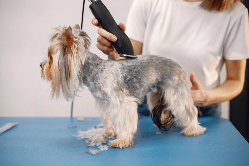 Small white dog being groomed by its owner
