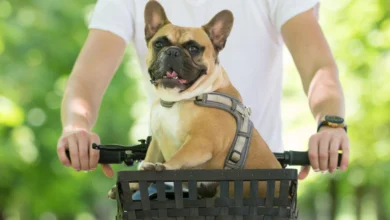 Pet Carrier Bicycle Basket